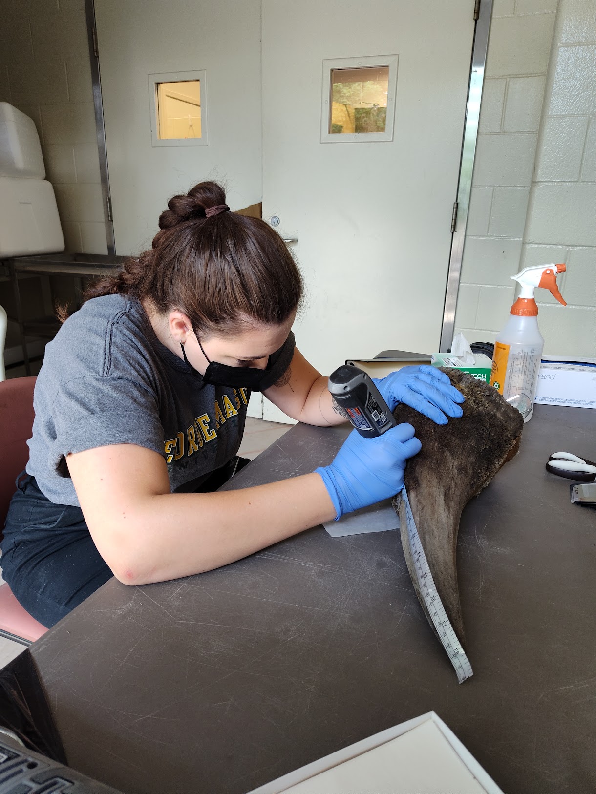 Black and white rhinoceros horn research