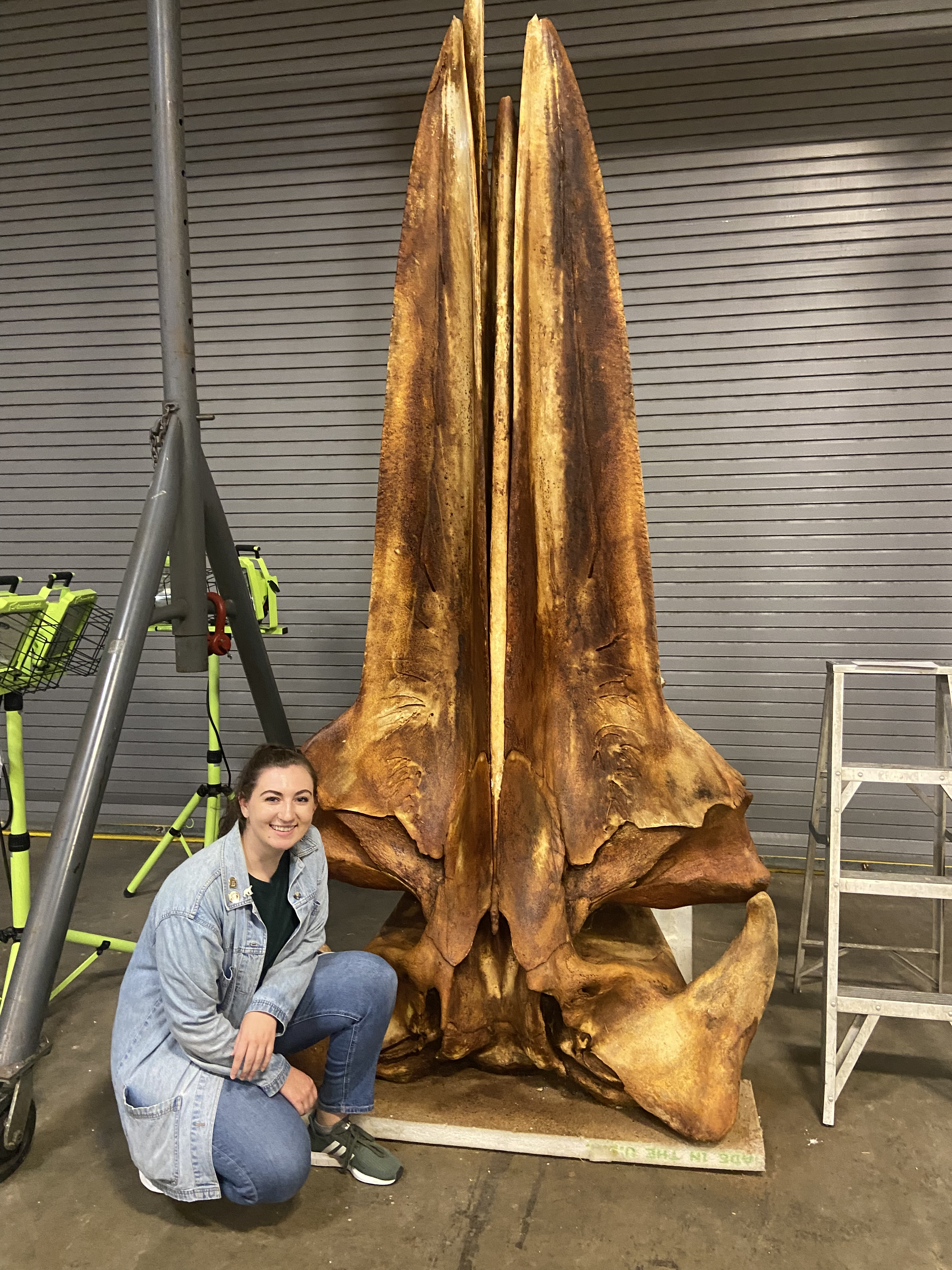 Rice's whale baleen research visualization